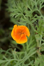 Attēlu rezultāti vaicājumam “Eschscholzia californica leaf”