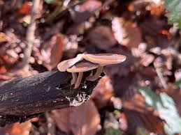 Attēlu rezultāti vaicājumam “Polyporus brumalis”