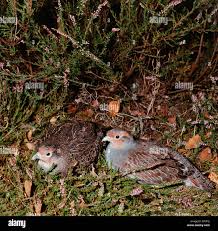 Attēlu rezultāti vaicājumam “Perdix perdix”