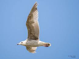 Image result for Larus cachinnans