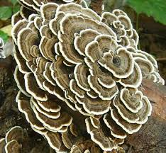 Attēlu rezultāti vaicājumam “Polyporus tubaeformis”