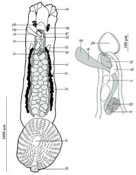 Image result for Amblyraja radiata