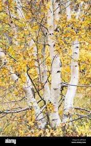 Attēlu rezultāti vaicājumam “Betula humilis”