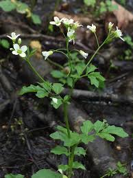 Attēlu rezultāti vaicājumam “Cardamine amara”