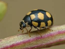 Attēlu rezultāti vaicājumam “Coccinula quatuordecimpustulata”