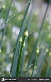 Attēlu rezultāti vaicājumam “Allium cepa bud”