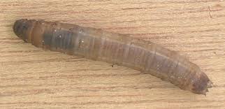 Attēlu rezultāti vaicājumam “Tipulidae larva”
