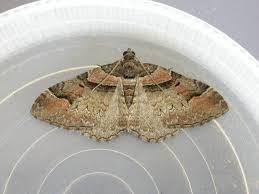 Attēlu rezultāti vaicājumam “Catarhoe rubidata”