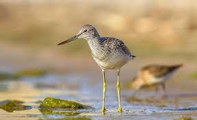 Attēlu rezultāti vaicājumam “Tringa nebularia”