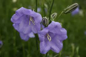 Image result for Campanula persicifolia