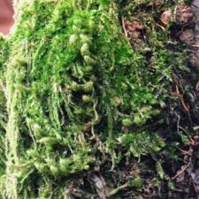 Attēlu rezultāti vaicājumam “Amblystegium serpens macro”