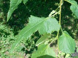 Attēlu rezultāti vaicājumam “Tilia platyphyllos Laciniata”