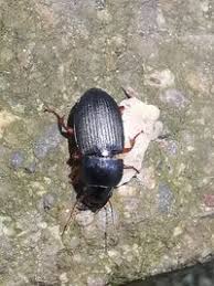 Attēlu rezultāti vaicājumam “Pseudoophonus rufipes”