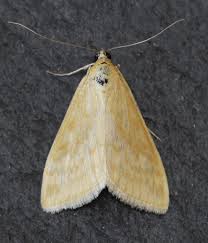 Attēlu rezultāti vaicājumam “Sitochroa verticalis”