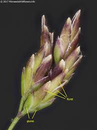 Attēlu rezultāti vaicājumam “Poa compressa”