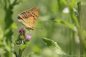 Attēlu rezultāti vaicājumam “Argynnis laodice male”