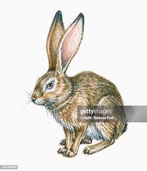 Attēlu rezultāti vaicājumam “Lepus sp.”