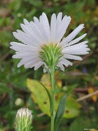 Attēlu rezultāti vaicājumam “Symphyotrichum x salignum”