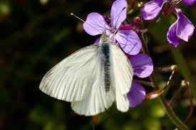 Attēlu rezultāti vaicājumam “Pieris rapae underside”