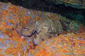 Image result for Scyllarides latus