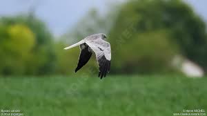 Attēlu rezultāti vaicājumam “Circus pygargus adult”