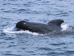 Image result for Globicephala melas