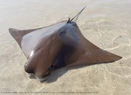 Image result for Rhinoptera bonasus