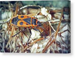 Attēlu rezultāti vaicājumam “Pyrrhocoris apterus”