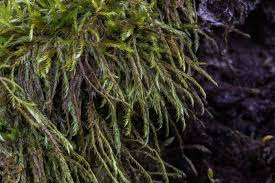 Attēlu rezultāti vaicājumam “Callicladium haldanianum”