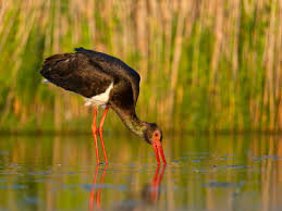 Attēlu rezultāti vaicājumam “Ciconia nigra”
