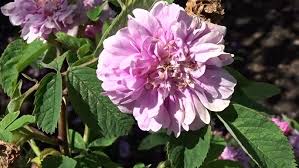 Attēlu rezultāti vaicājumam “Rosa majalis”