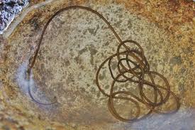 Attēlu rezultāti vaicājumam “Gordius aquaticus”