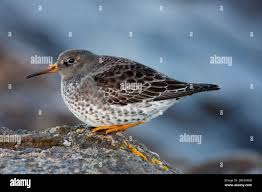Attēlu rezultāti vaicājumam “Calidris maritima”