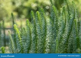 Attēlu rezultāti vaicājumam “Hippuridaceae”