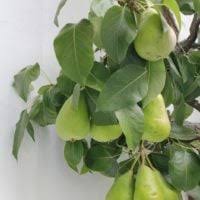 Attēlu rezultāti vaicājumam “Populus x canadensis fruit”