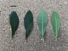 Attēlu rezultāti vaicājumam “Myrica gale leaf”