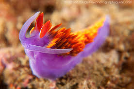 Attēlu rezultāti vaicājumam “Dianema nivale macro”