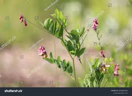 Attēlu rezultāti vaicājumam “Lathyrus niger”