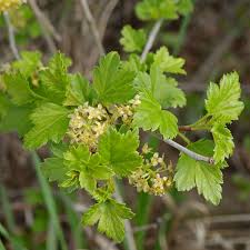 Attēlu rezultāti vaicājumam “Ribes alpinum”