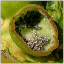 Attēlu rezultāti vaicājumam “Tetraneura ulmi”