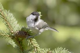 Attēlu rezultāti vaicājumam “Poecile montanus adult”