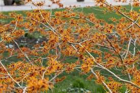 Attēlu rezultāti vaicājumam “Hamamelis”