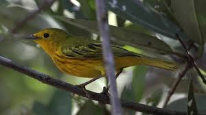 Image result for Dendroica petechia