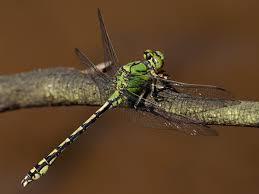 Attēlu rezultāti vaicājumam “Ophiogomphus cecilia”