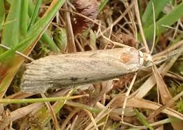 Attēlu rezultāti vaicājumam “Aphomia sociella male”