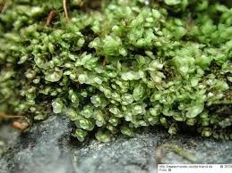 Attēlu rezultāti vaicājumam “Scapania lingulata”