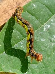 Attēlu rezultāti vaicājumam “Erannis defoliaria larva”