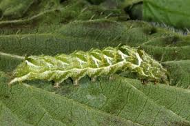 Attēlu rezultāti vaicājumam “Abrostola tripartita”