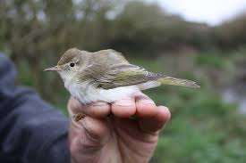 Image result for Phylloscopus orientalis