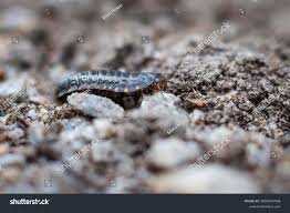 Attēlu rezultāti vaicājumam “Silpha obscura larva”